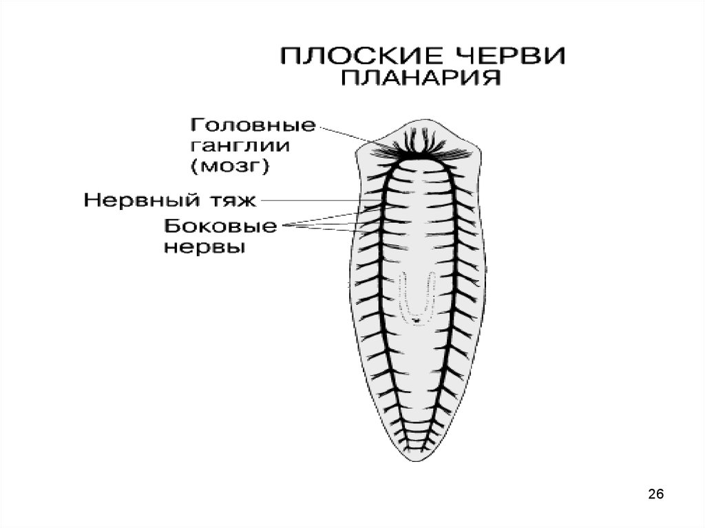 Стволовой червь. Тип нервной системы у планарии. Тип плоские черви нервная система. Лестничная нервная система планарии. Нервная система лестничного типа у плоских червей.