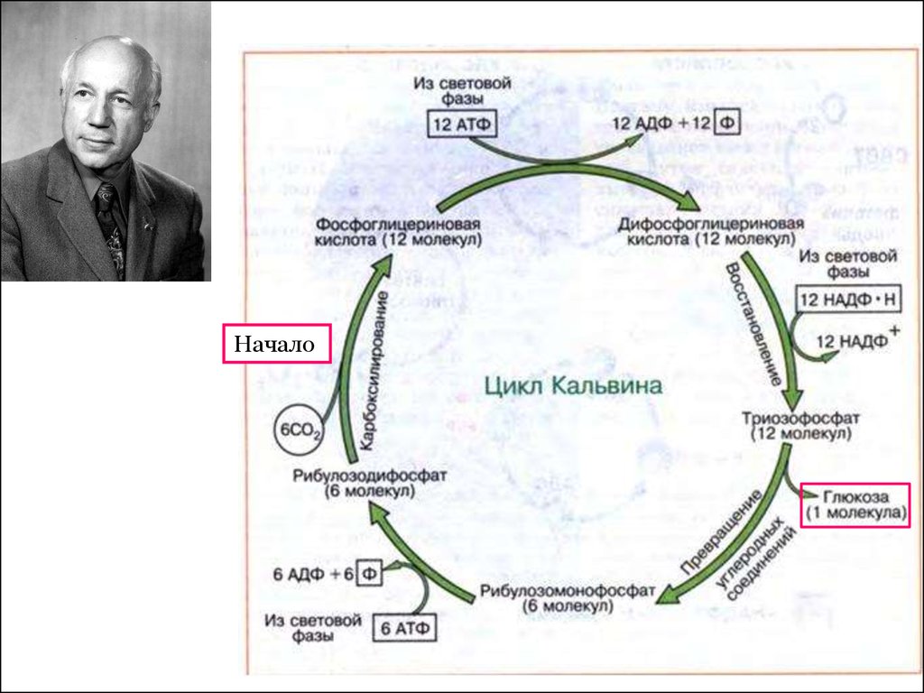 Цикл кельвина