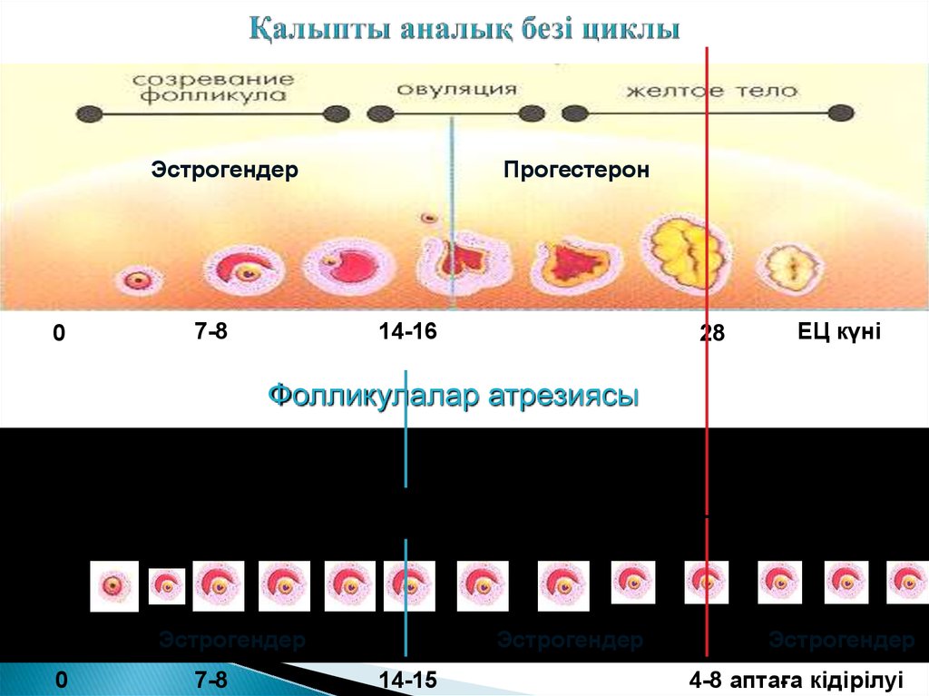 После овуляции запахи