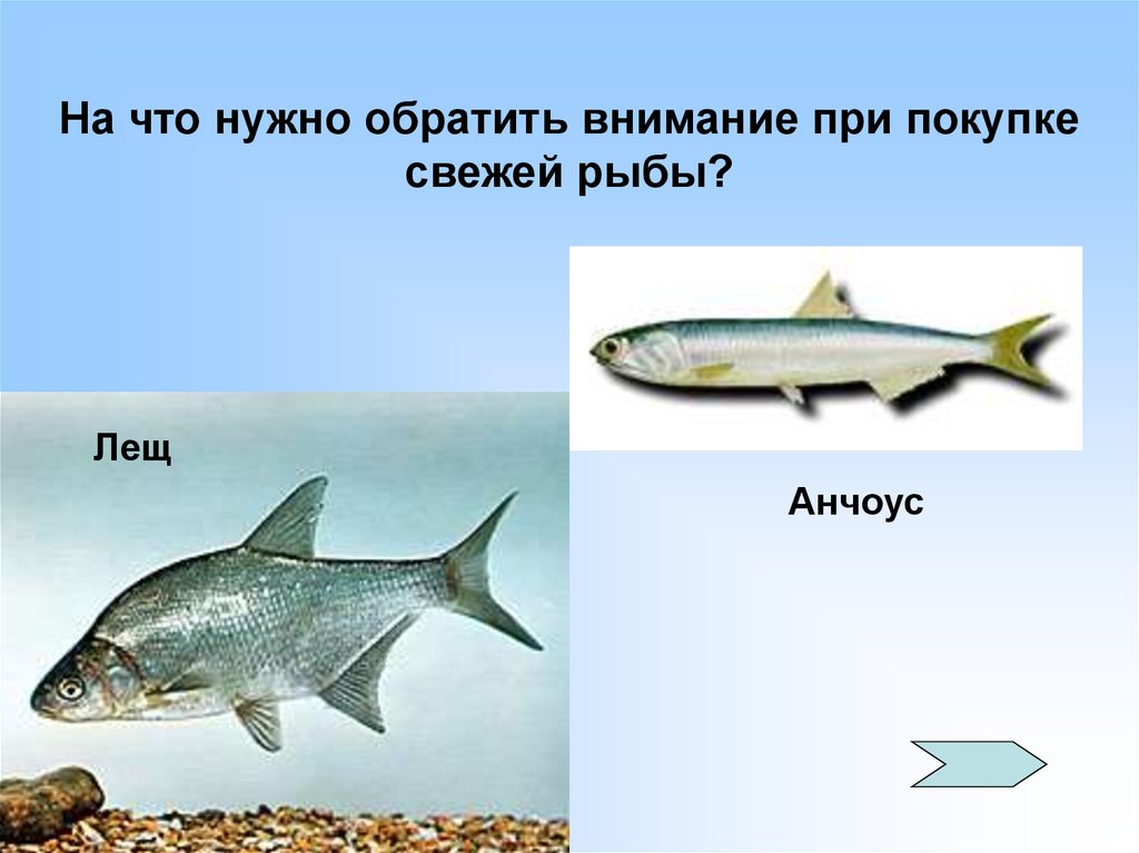 Планета рыб. На что нужно обратить внимание при покупки свежей рыбы. Свежая рыба презентация. Презентация рыба по русски. На что нужно обратить внимание при покупке рыбы.