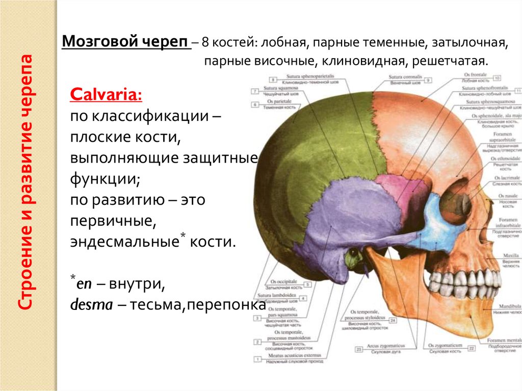 Между теменной костью и затылочной. Затылочная кость черепа анатомия строение. Кости мозгового черепа лобная кость. Лобная кость анатомия строение на черепе. Кости черепа затылочная кость.