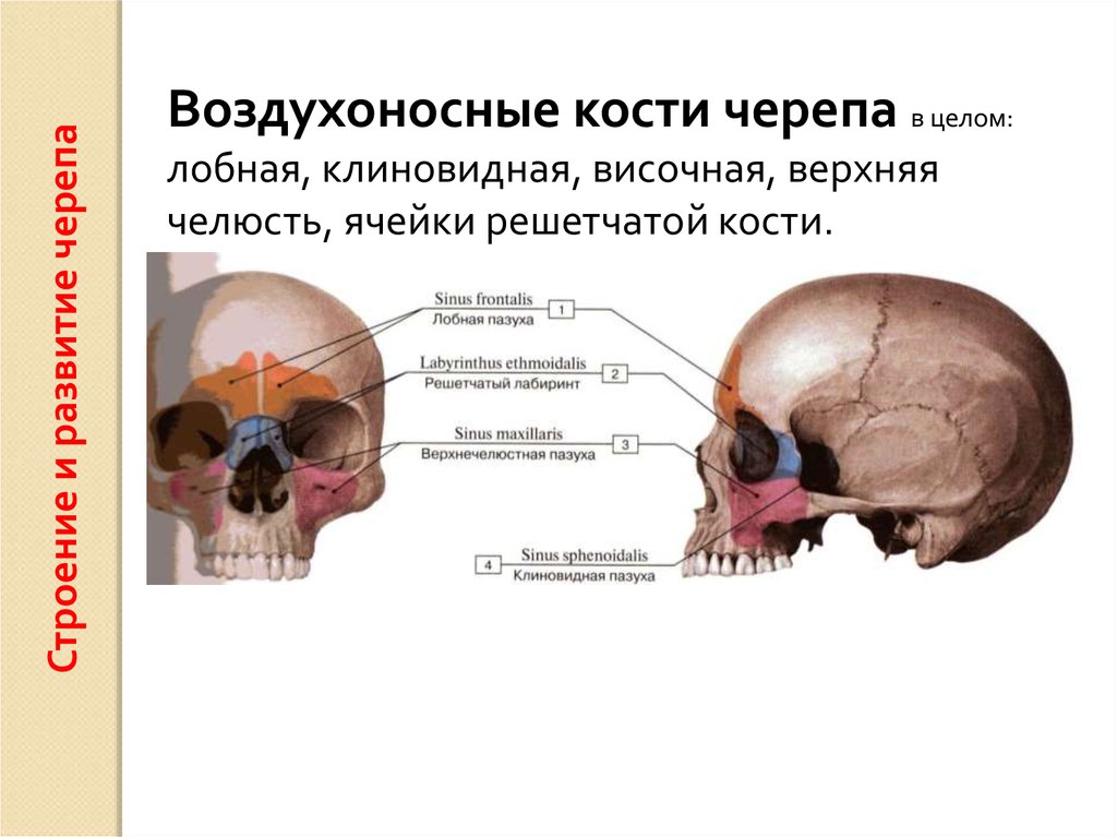 Полости лицевого черепа. Воздухоносные кости решетчатая кость. Клиновидная и решетчатая кости черепа. Функции пазухи воздухоносных костей черепа. Клиновидная и лобная кость черепа.