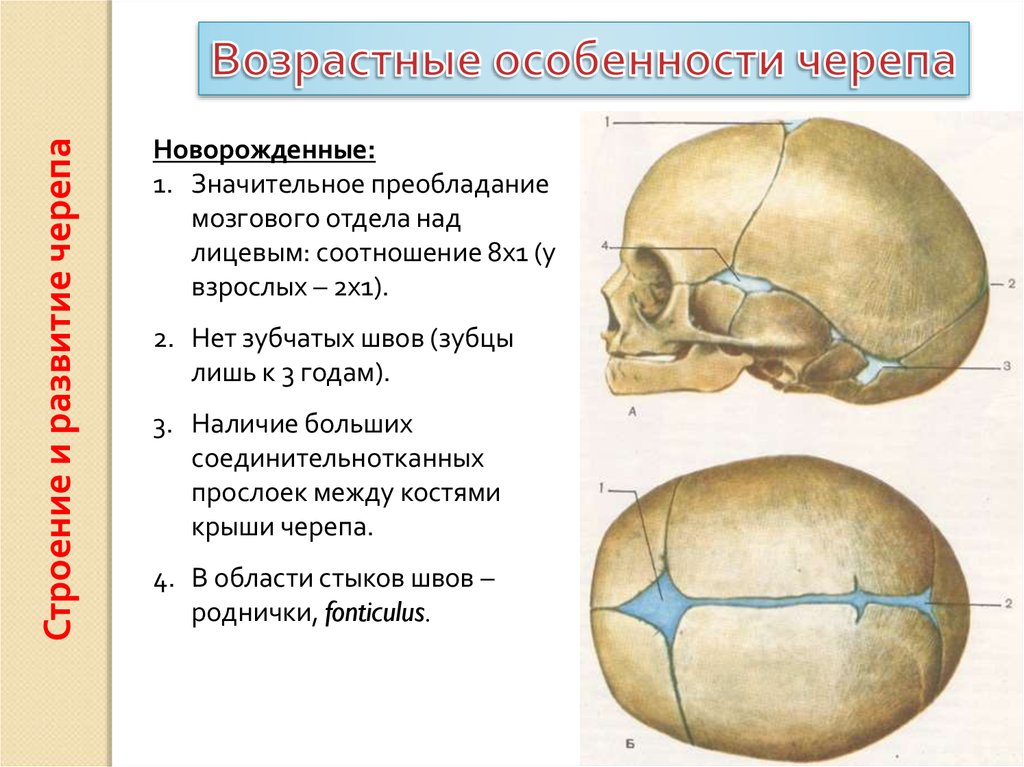 Чем можно объяснить легкость черепа. Особенности костей черепа у детей. Соединение костей черепа. Череп новорожденного.. Возрастные различия черепа. Соединения костей черепа возрастные различия.