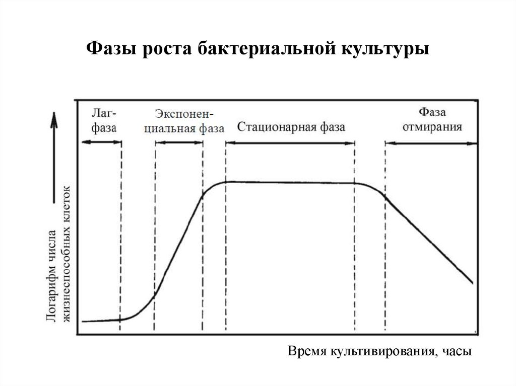 Фаза роста. Фазы роста бактерий. Фазы роста культуры микроорганизмов. Фазы роста бактериальной культуры на питательной среде. Стадии развития микробной культуры.