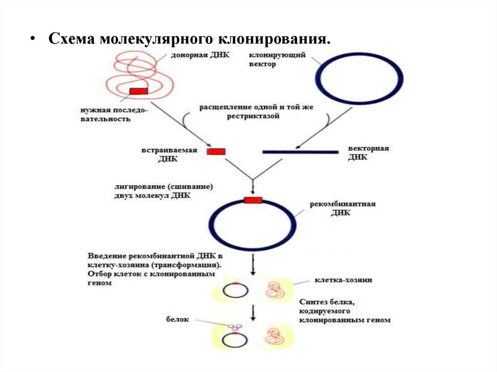 Рестриктазы и плазмиды. Схема клонирования рекомбинантной ДНК. Этапы клонирования схема. Общая схема молекулярного клонирования. Технология рекомбинантных ДНК схема.