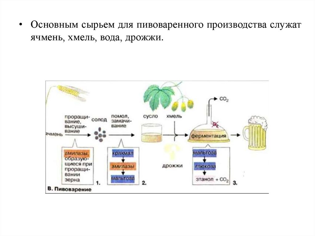 Технология производства пива презентация