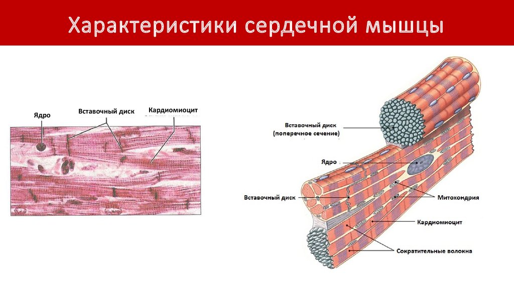 Скелетная мышечная ткань рисунок