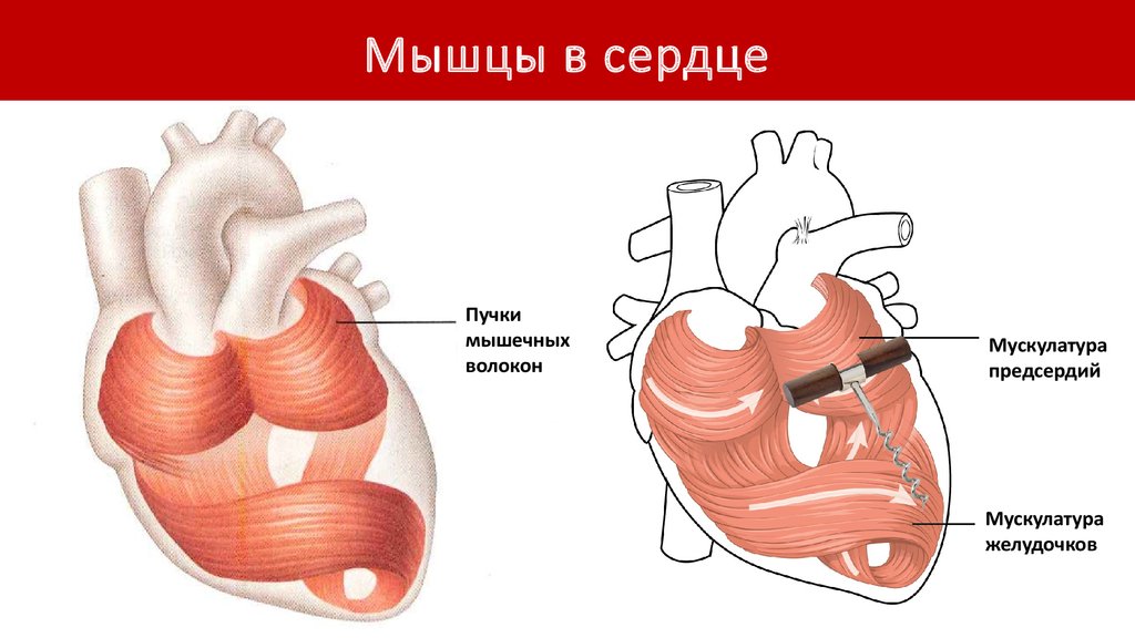 Сердечная мышца где находится фото