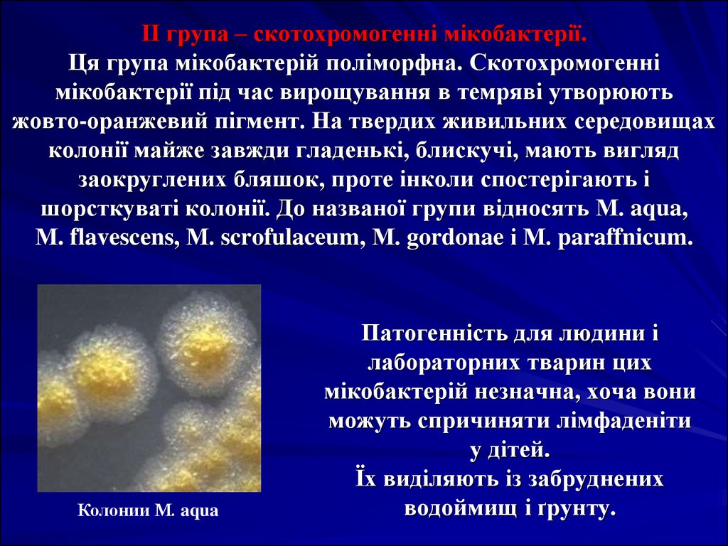 ІІ група – скотохромогенні мікобактерії. Ця група мікобактерій поліморфна. Скотохромогенні мікобактерії під час вирощування в темряві ут