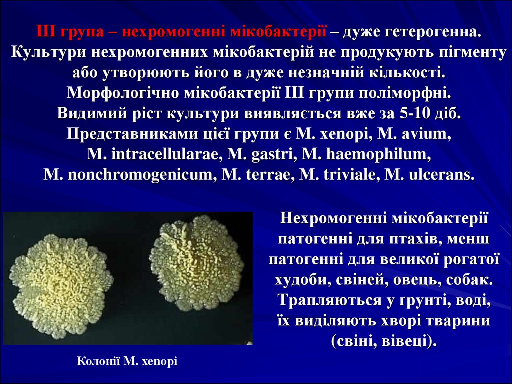 ІІІ група – нехромогенні мікобактерії – дуже гетерогенна. Культури нехромогенних мікобактерій не продукують пігменту або утворюють його