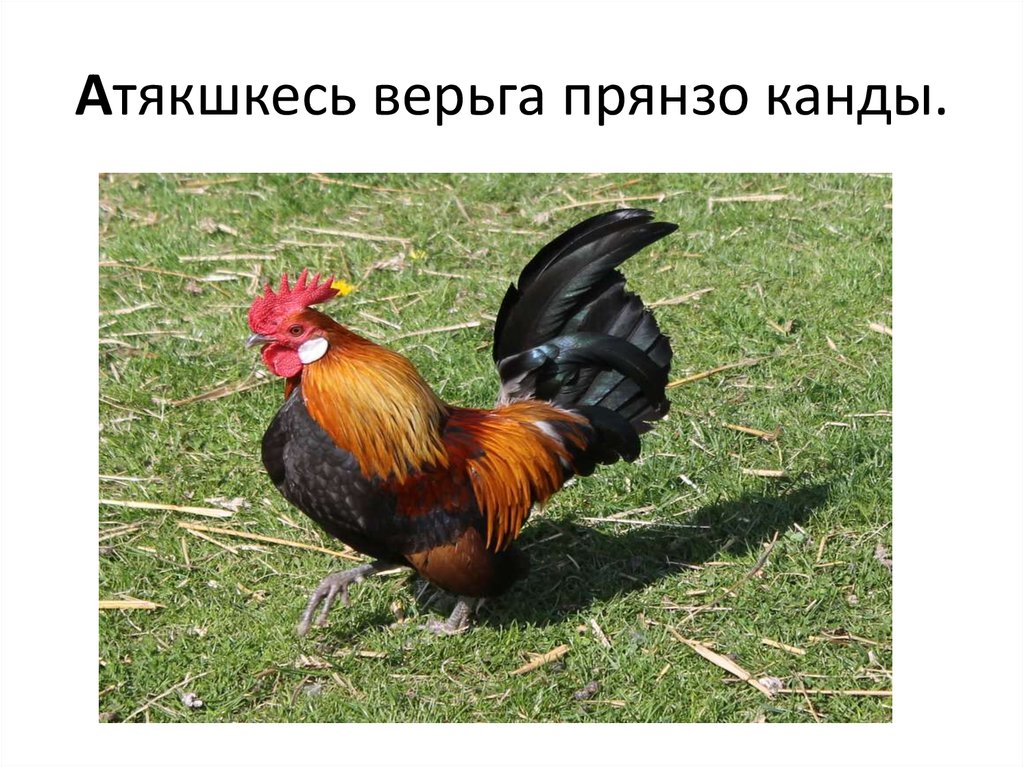 Атякшкесь верьга прянзо канды.