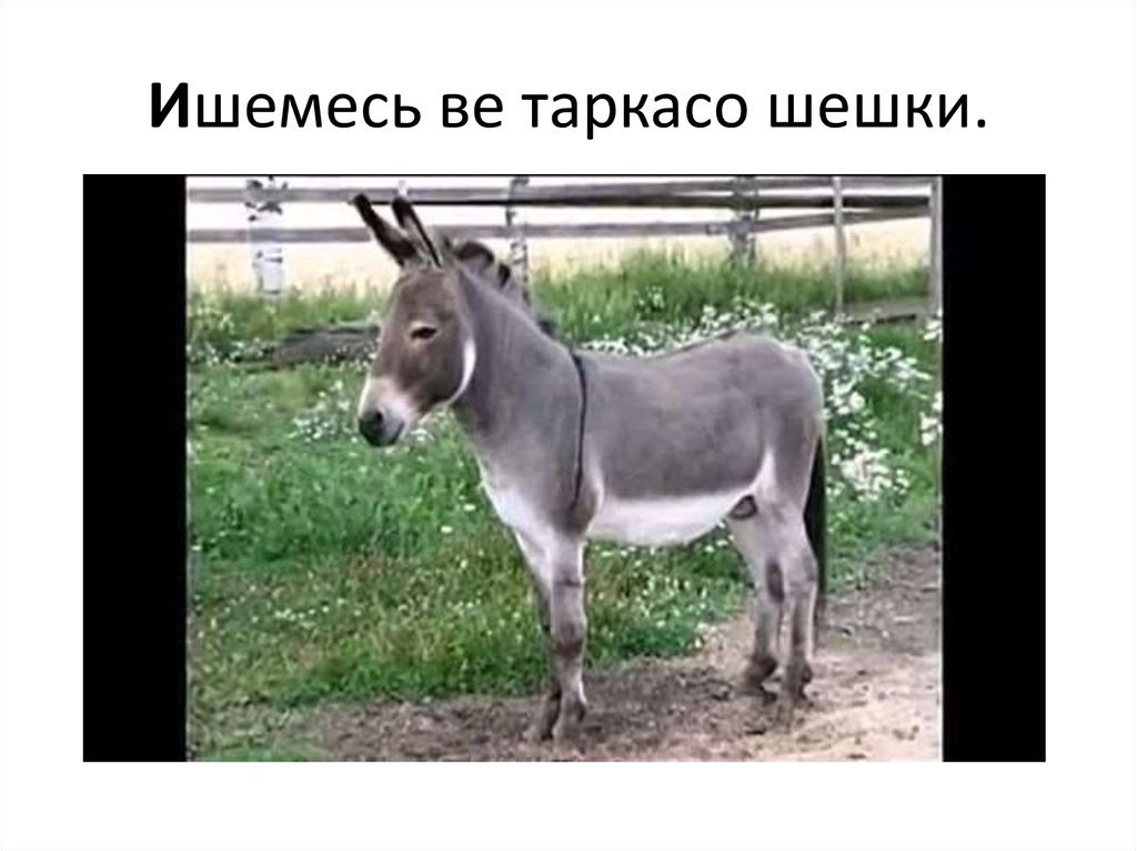 Ишемесь ве таркасо шешки.