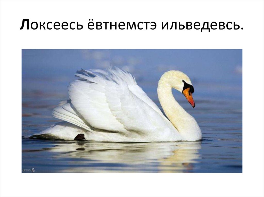 Локсеесь ёвтнемстэ ильведевсь.