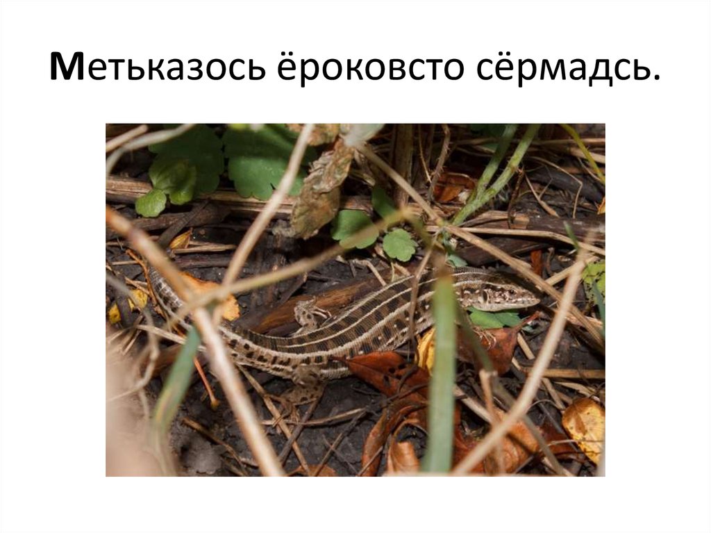 Метьказось ёроковсто сёрмадсь.