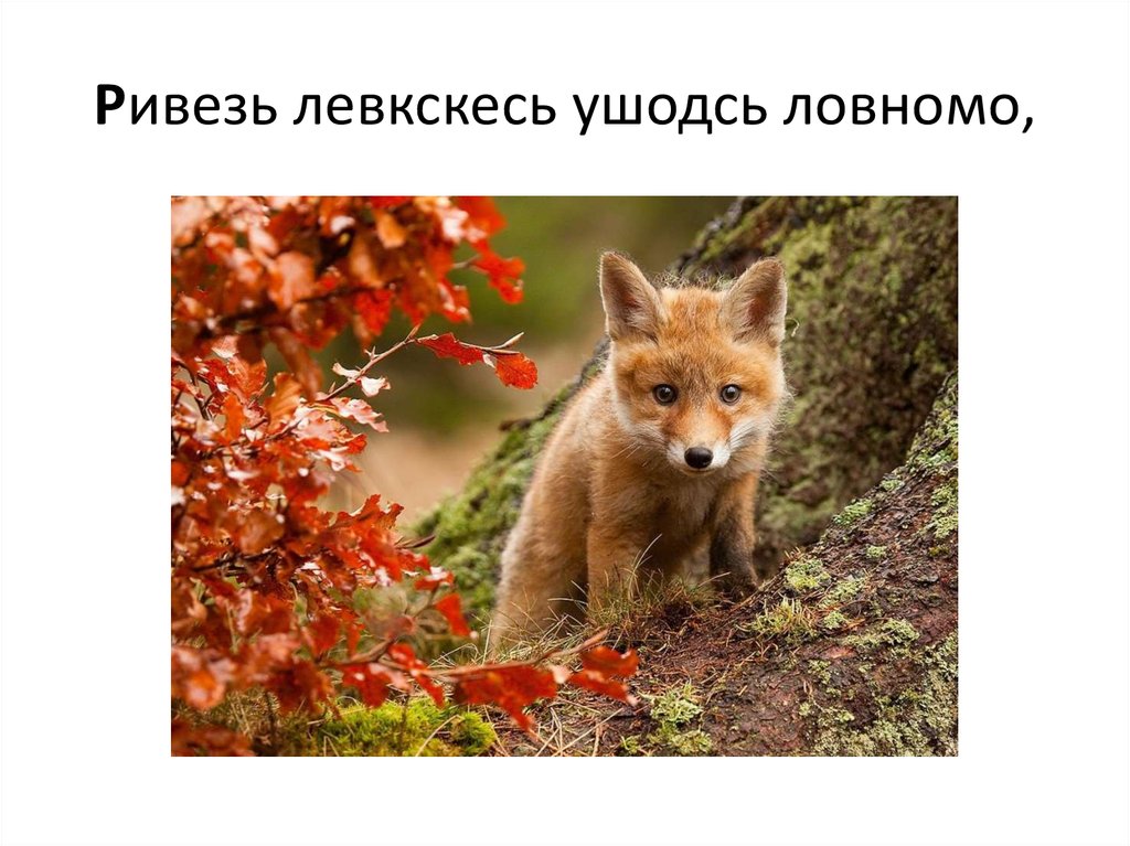 Ривезь левкскесь ушодсь ловномо,