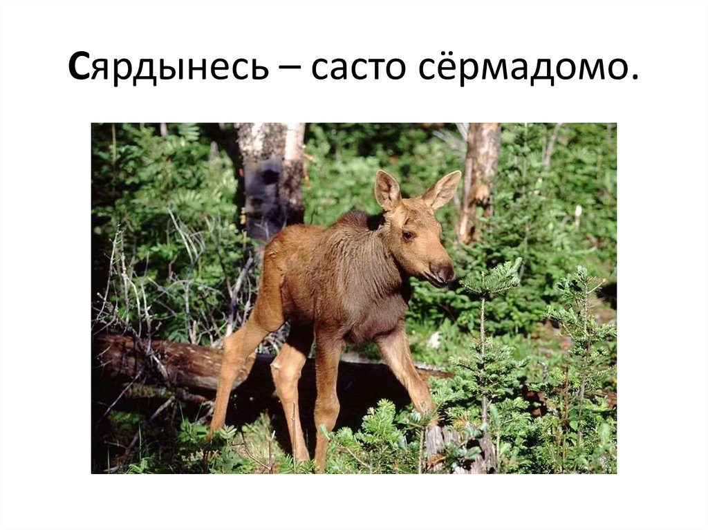 Сярдынесь – састо сёрмадомо.