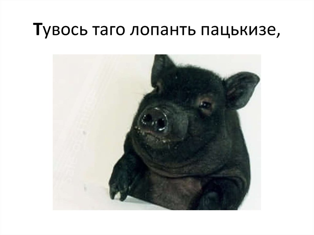 Тувось таго лопанть пацькизе,