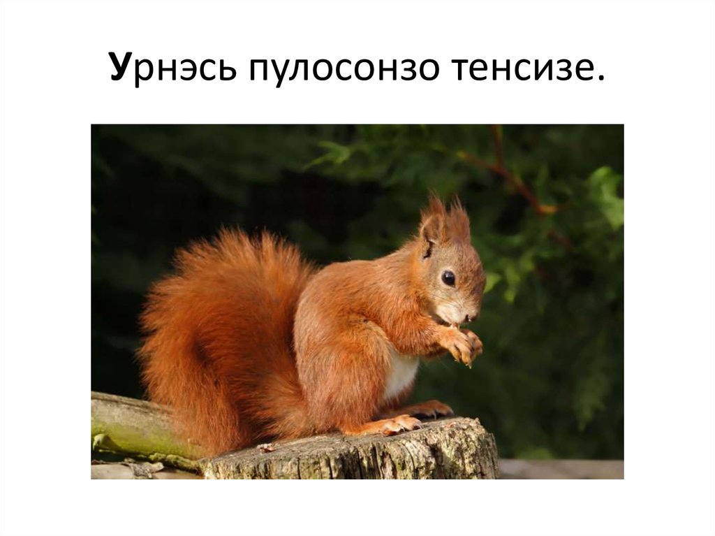 Урнэсь пулосонзо тенсизе.