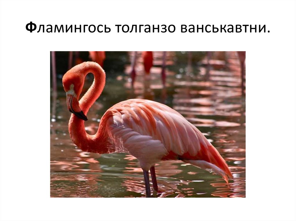 Фламингось толганзо ванськавтни.