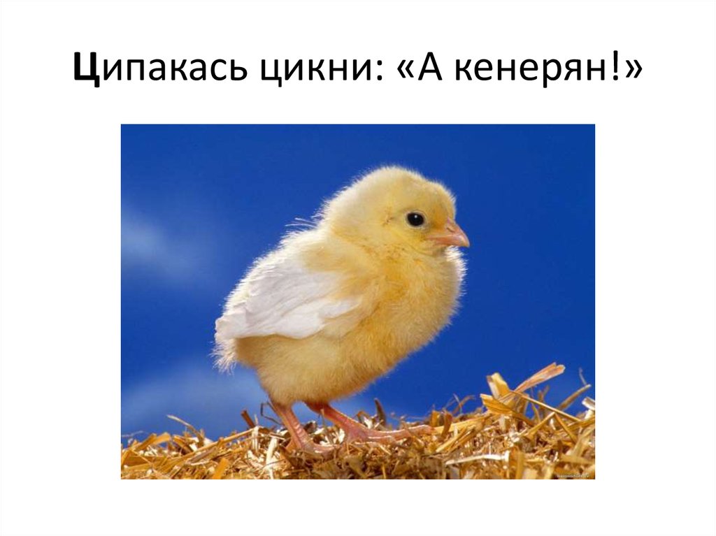 Ципакась цикни: «А кенерян!»