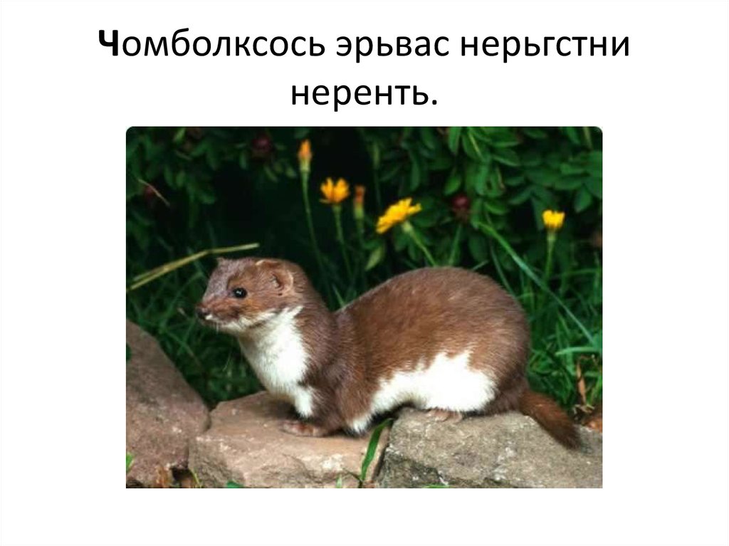 Чомболксось эрьвас нерьгстни неренть.