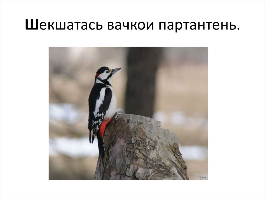 Шекшатась вачкои партантень.