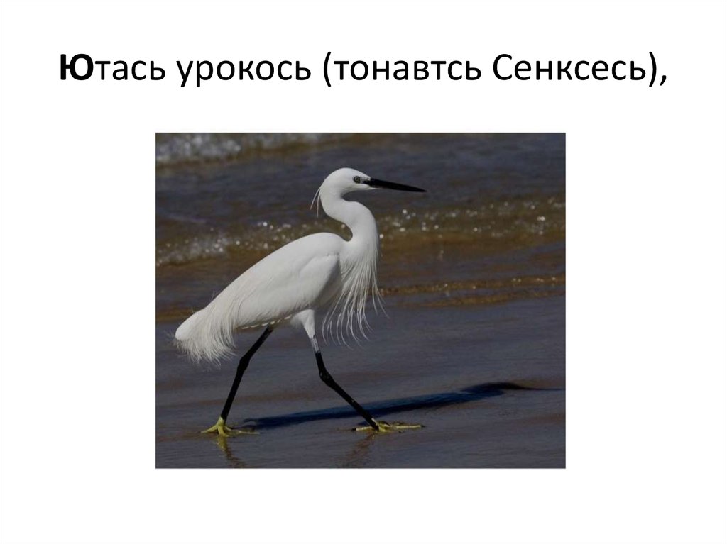 Ютась урокось (тонавтсь Сенксесь),