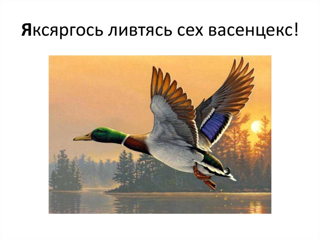 Яксяргось ливтясь сех васенцекс!