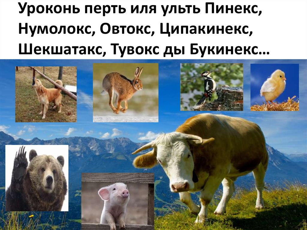 Уроконь перть иля ульть Пинекс, Нумолокс, Овтокс, Ципакинекс, Шекшатакс, Тувокс ды Букинекс…