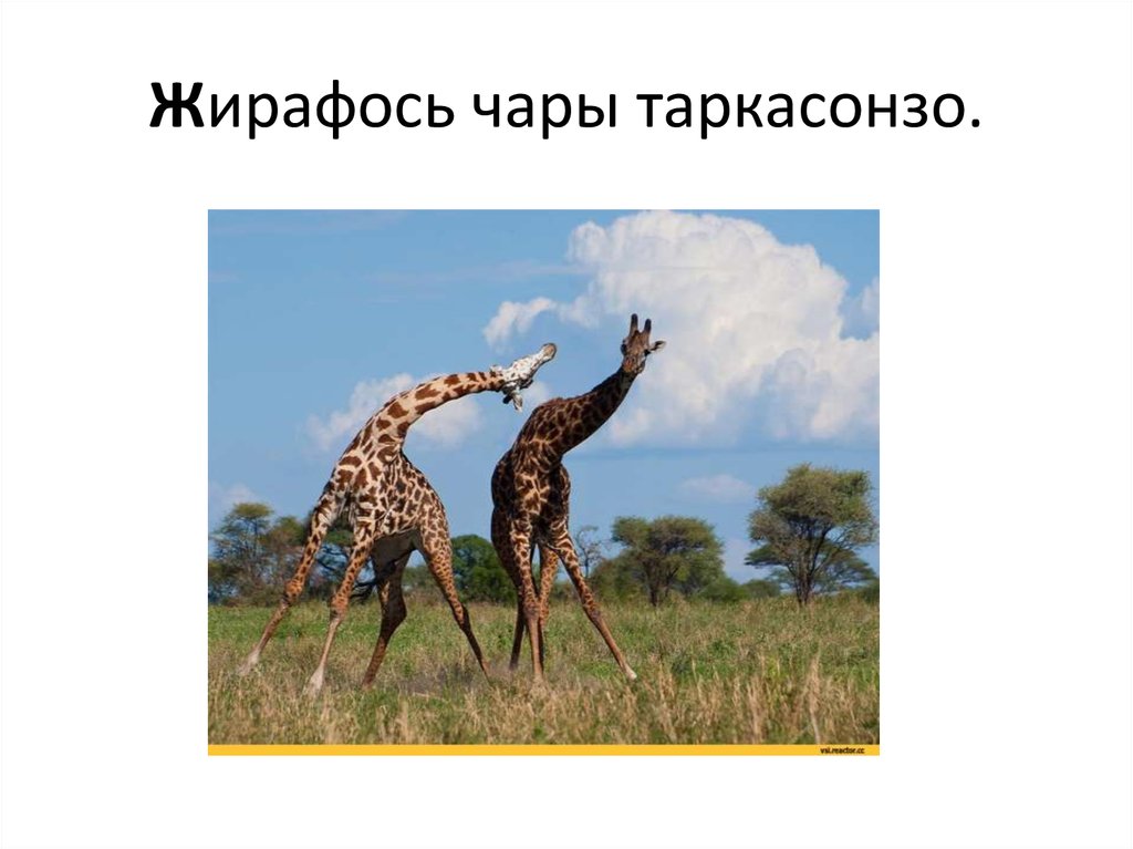 Жирафось чары таркасонзо.