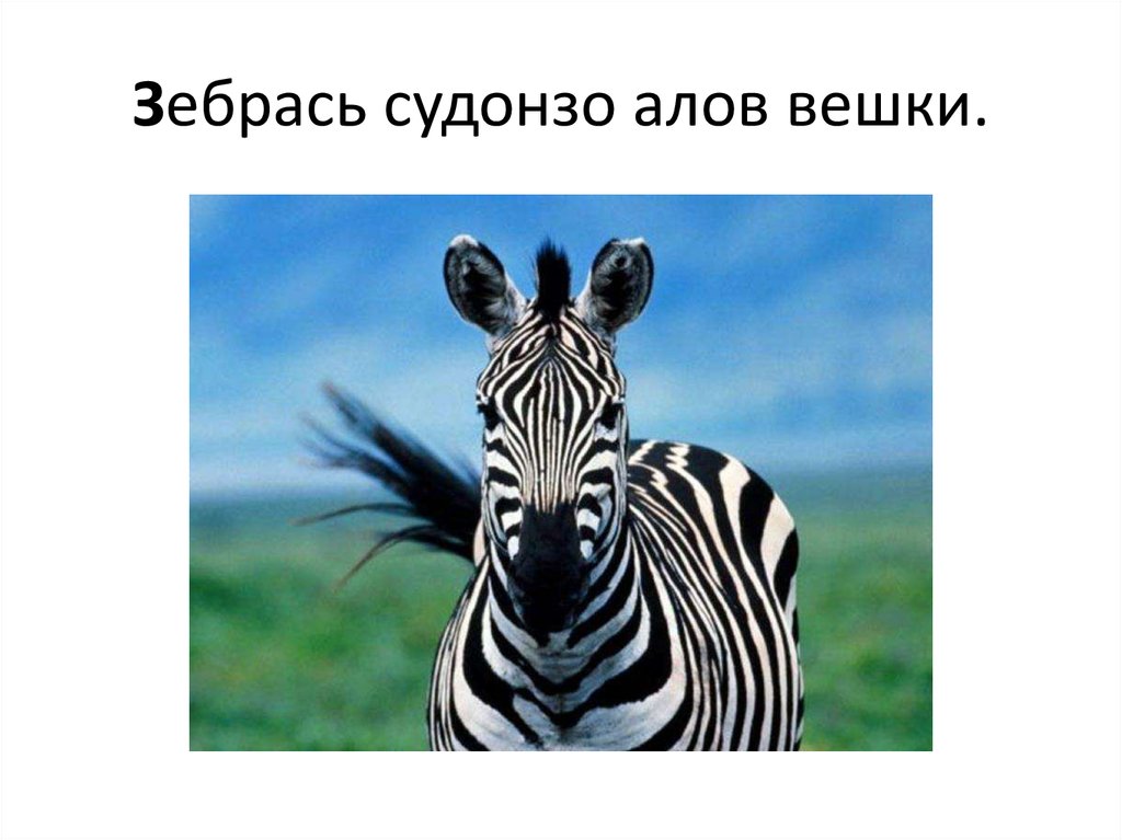 Зебрась судонзо алов вешки.