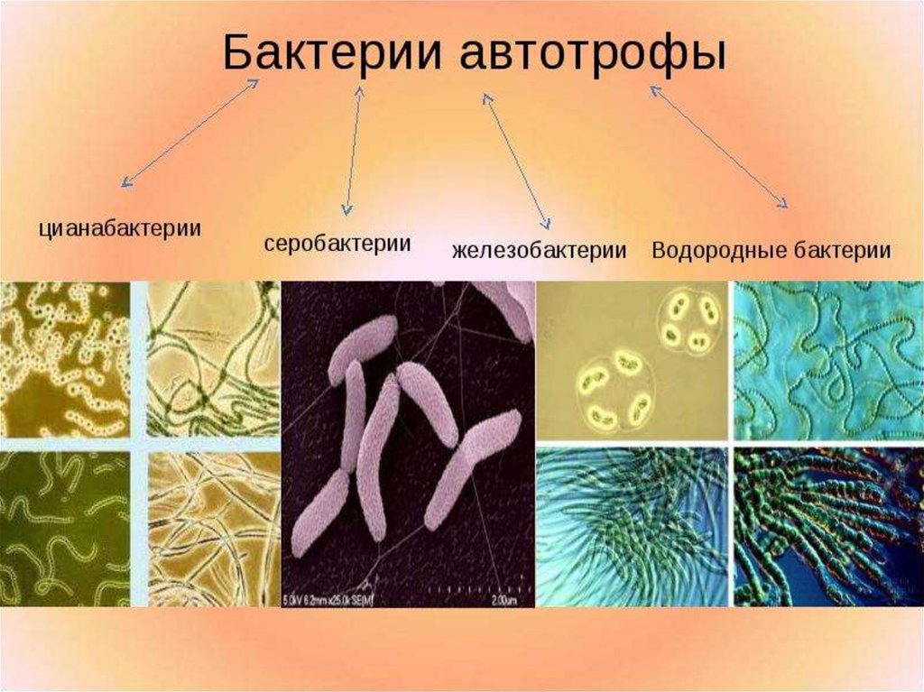 Бактерии примеры. Автотрофные бактерии фототрофы хемотрофы. Автотрофное питание бактерий. Цианобактерии хемотрофы. Микроорганизмы автотрофы.