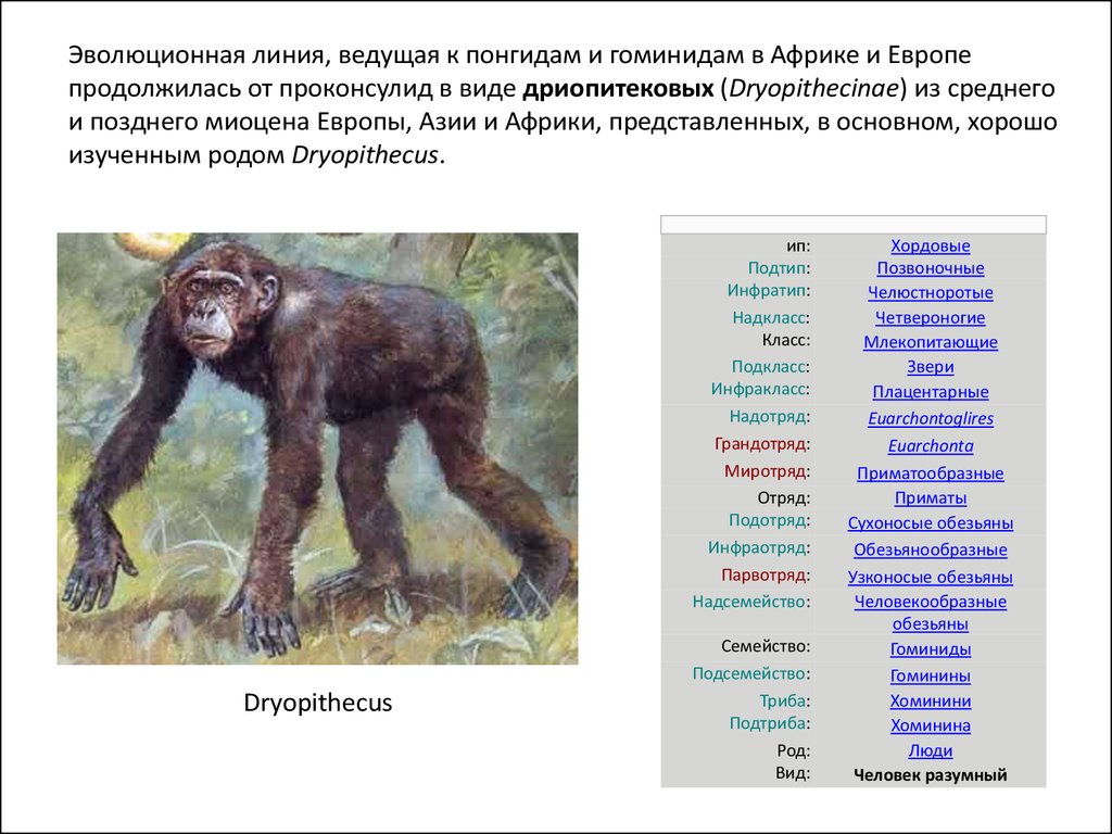 Млекопитающие хордовые человек разумный гоминиды приматы люди