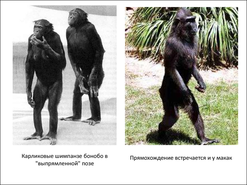 Шимпанзе отличается от человека. Бонобо прямохождение. Шимпанзе бонобо. Шимпанзе бонобо и человек. Прямохождение человека обезьян.