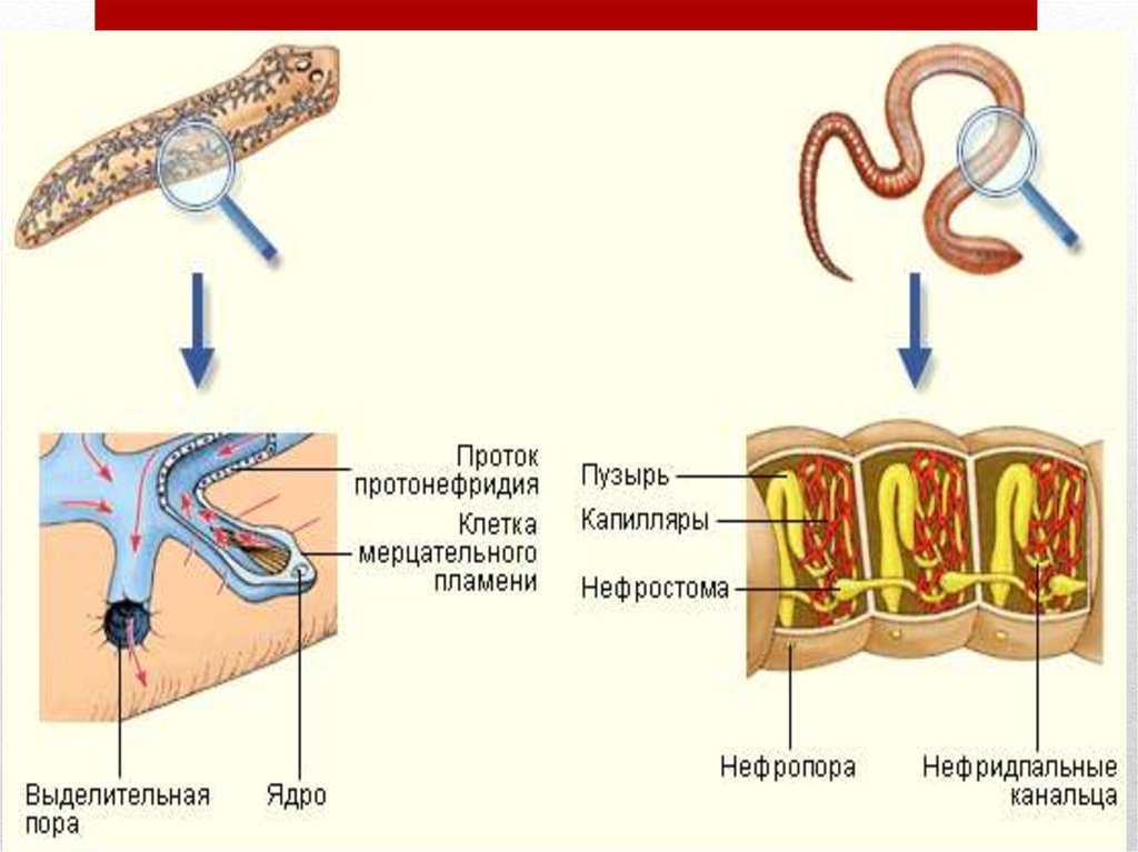 Органы выделительной системы червя. Эволюция выделительной системы у беспозвоночных. Протонефридии у кольчатых червей система органов. Выделительная система органов у червей. Органы выделительной системы кольчатых червей.