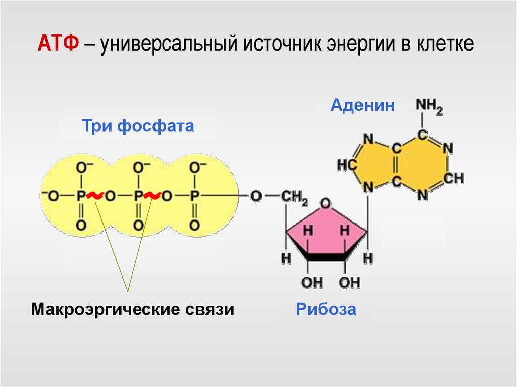 Схема молекулы атф