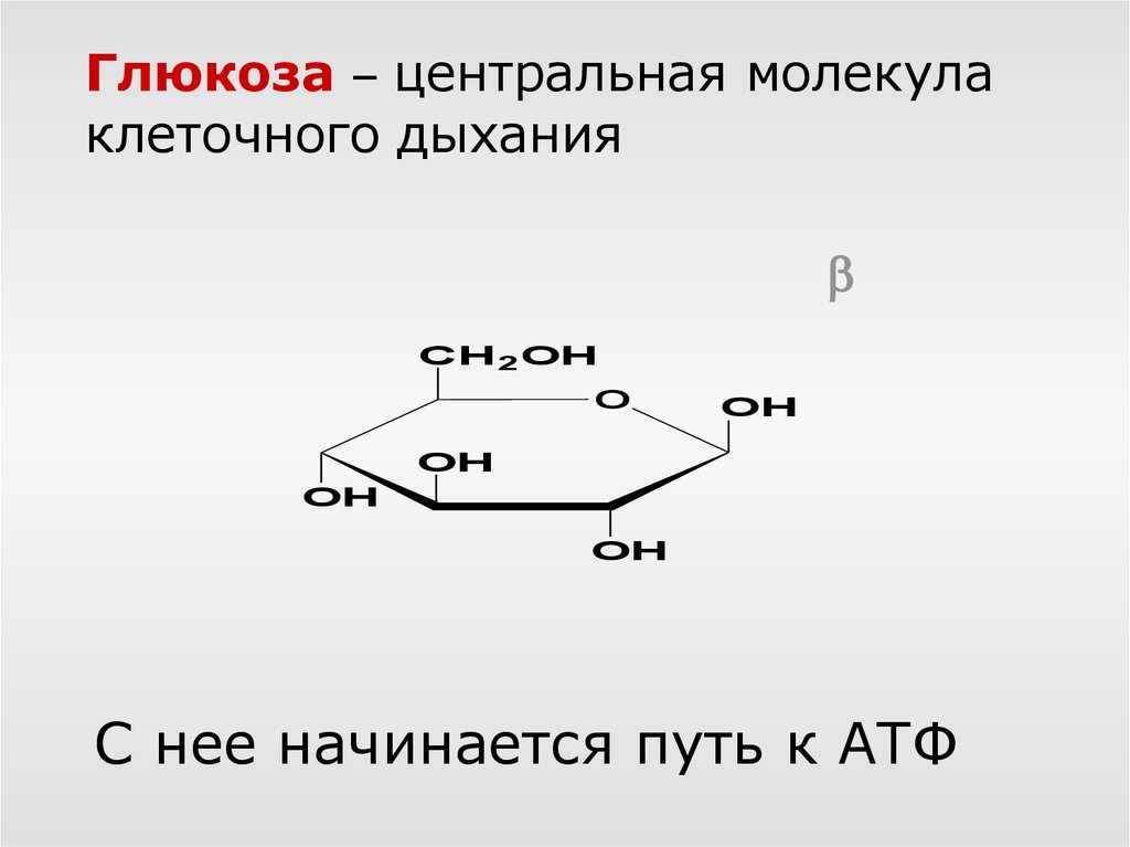 Клеточное дыхание молекулы