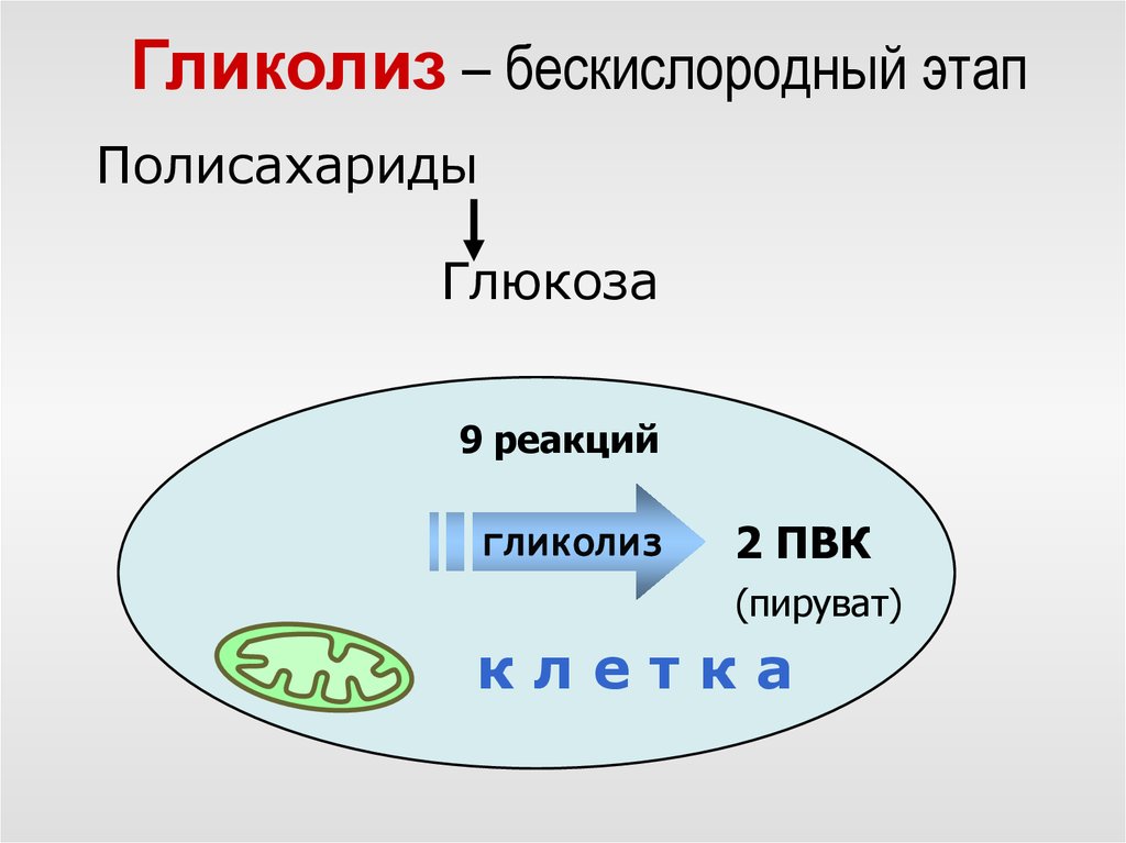 Этапы гликолиза. Анаэробный гликолиз. Гликолиз ПВК. Бескислородный гликолиз. Пируват ПВК анаэробная.