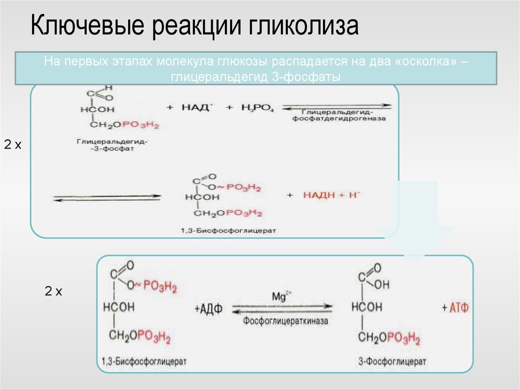 Гликолиз последовательность реакций. Ферменты гликолиза уравнение реакции. Ключевые реакции гликолиза. Гликолиз 1 этап реакции. 11 Реакций гликолиза.