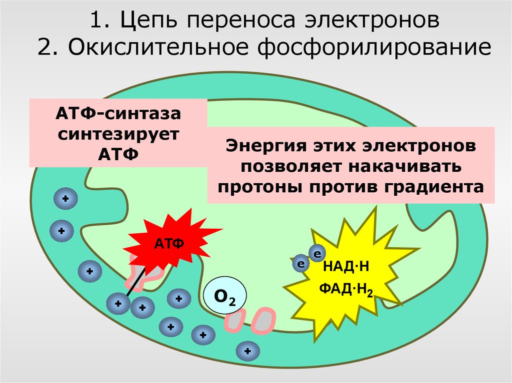 Окислительное фосфорилирование презентация