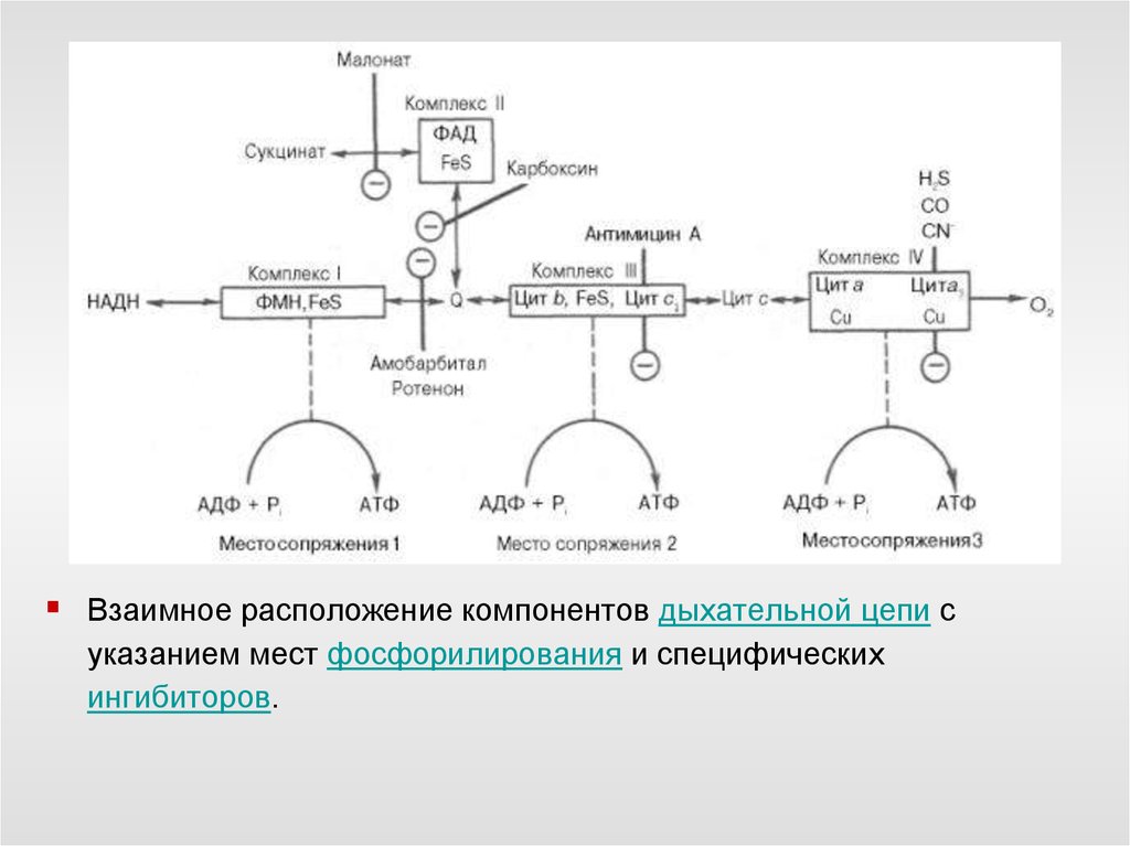 Биохимическая система которая обладает наибольшей окислительной способностью. Структура дыхательной цепи биохимия. Ингибиторы i комплекса дыхательной цепи.