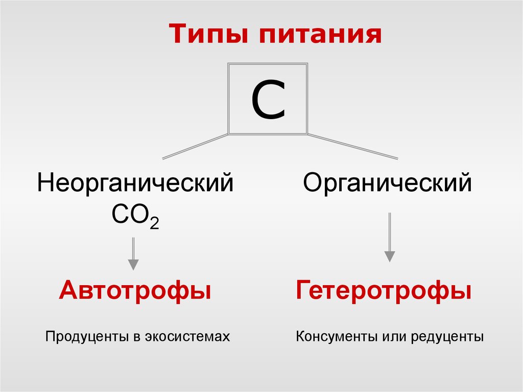 Гетеротрофы используют для питания неорганические вещества. Консументы автотрофы или гетеротрофы. Редуценты гетеротрофы или автотрофы. Продуценты автотрофы или гетеротрофы. Гетеротрофы продуценты или консументы.