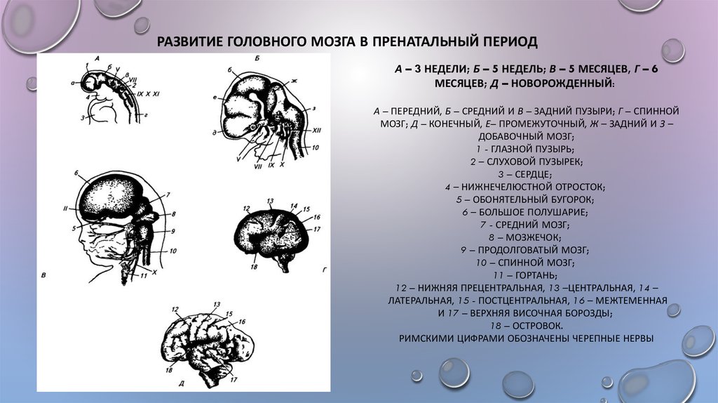 Внутриутробное недоразвитие головного мозга. Развитие мозговых структур в пренатальном периоде.. Этапы развития головного мозга в онтогенезе. Стадии формирования мозга. Схема развития головного мозга.