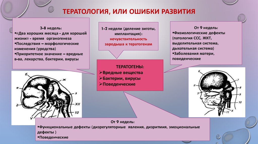 Эмбриогенез дыхательной системы презентация