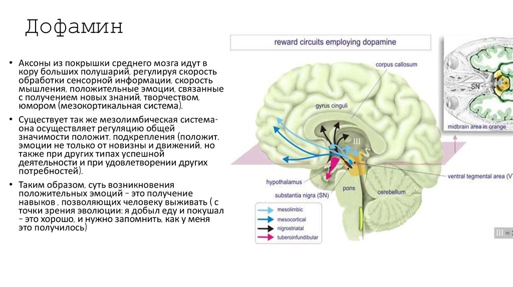 Зона удовольствия. Покрышка среднего мозга. Зона удовольствия в головном мозге. Дофаминергическая система мозга. Центры удовольствия в мозге.