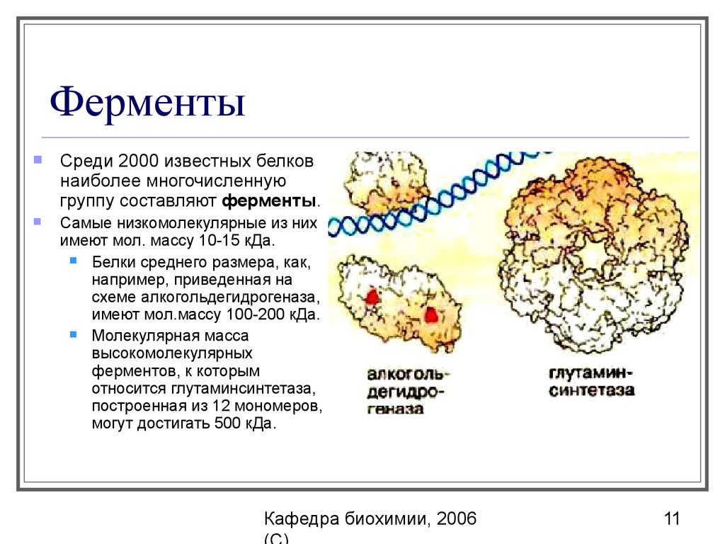 Какими ферментами белки