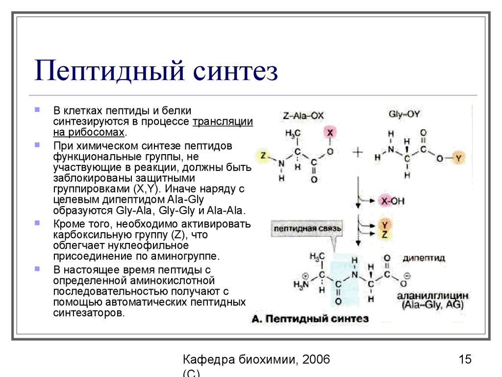 Синтезирующийся полипептид. Схема синтеза пептидов. Ферментативный Синтез пептидов. Химический Синтез пептидов. Пептидные связи в синтезе белка.