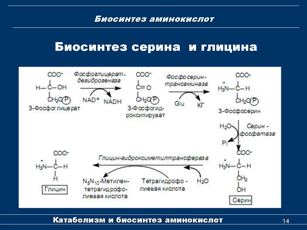 Напишите реакцию глицина. Синтез глицина из Серина. Биосинтез глицина из Серина. Синтез заменимых аминокислот биохимия. Общая схема синтеза аминокислот.