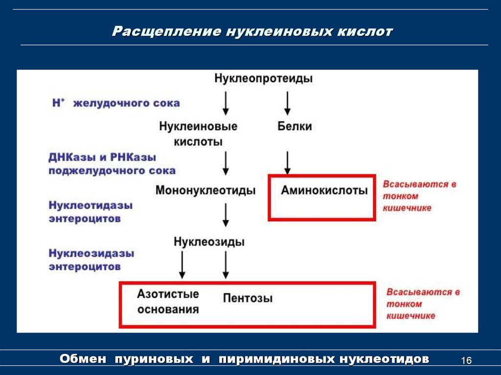 Пути использования в организме продуктов гидролиза нуклеиновых. Внутриклеточное расщепление нуклеопротеидов. Переваривание нуклеиновых кислот схема. На что расщепляются нуклеиновые кислоты. Расщепление нуклеиновых кислот.