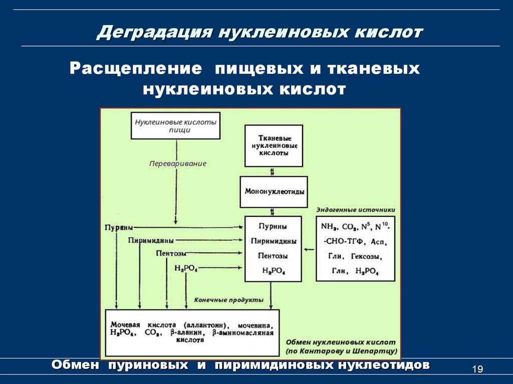 Расщепляет нуклеиновые кислоты